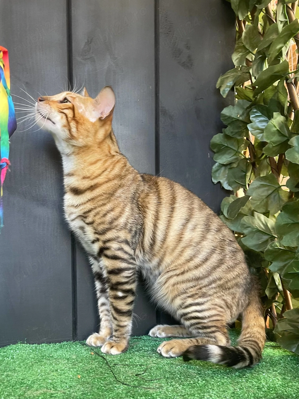 Toyger, preț pentru reproducere