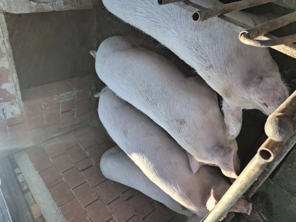 Porci între 130-180 kg