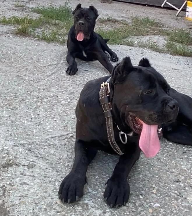 mascul  cane corso 