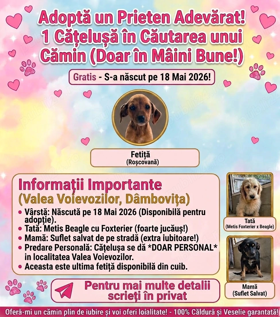 Dau spre adopție: O Cățelușă energică și iubitoare