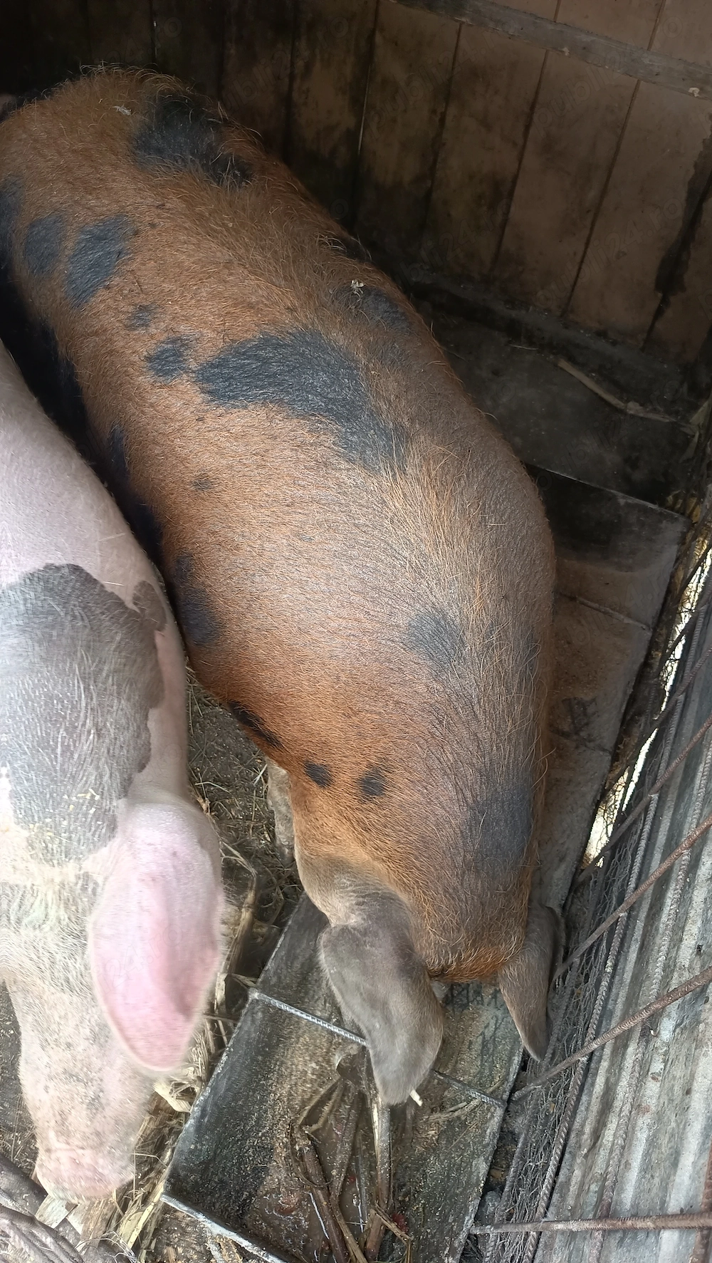Porci mari și Mangalița 