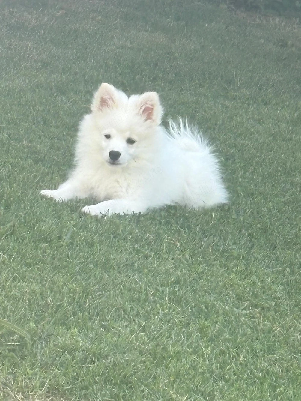 Vând catelus rasa Pomeranian