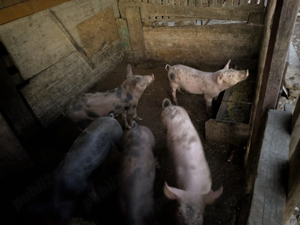 Porci suldei vaccinați și castrați 
