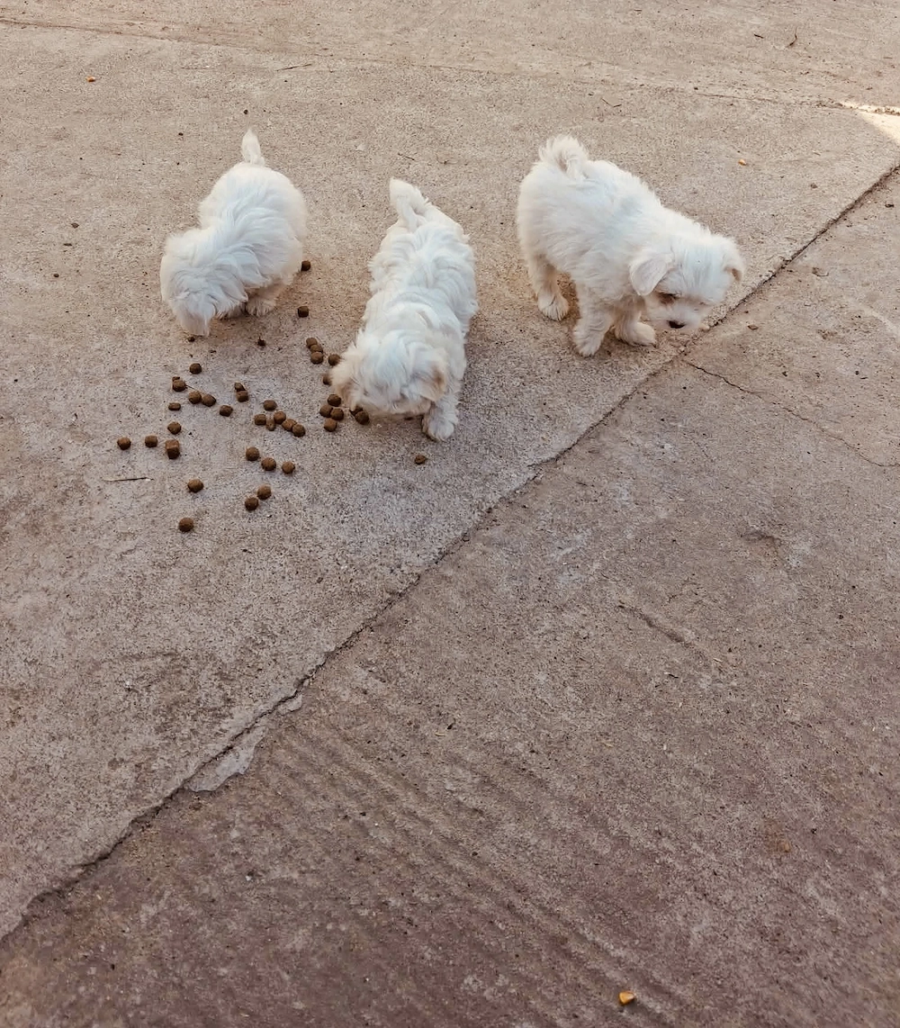 Vând puii  de bichon maltez ! 
