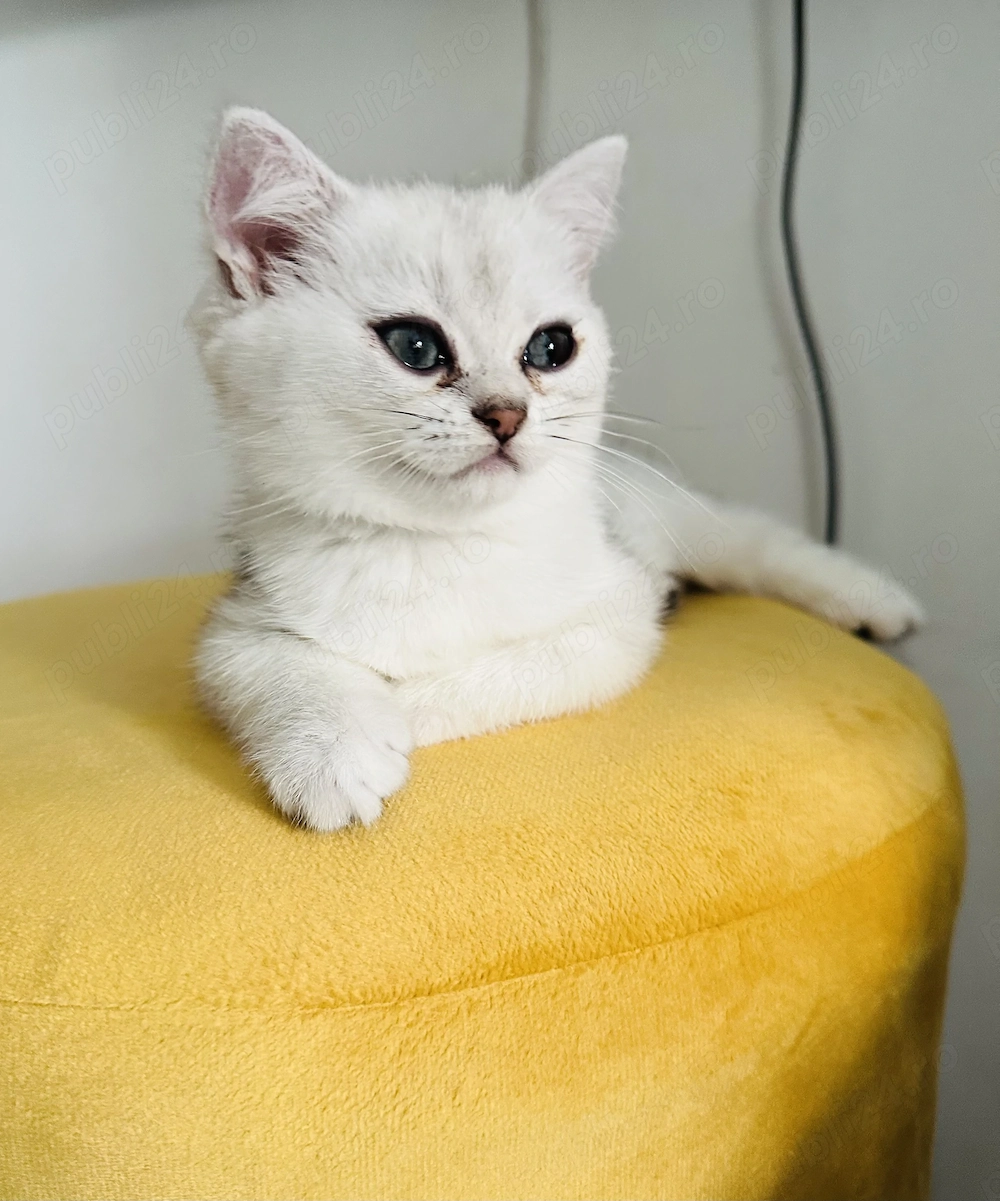 Pui baietel British Shorthair Chinchilla Silver 