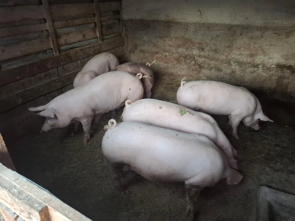 Porci Și Purcei De Vânzare