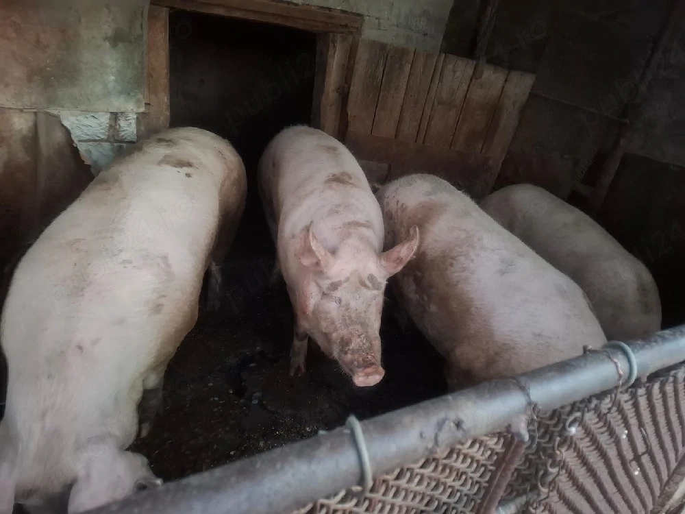 Vand porci bio 