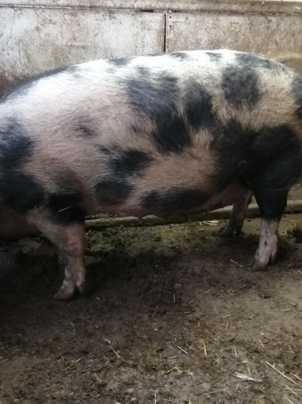 Sctoafa pentru sacrificat 8 lei kilu
