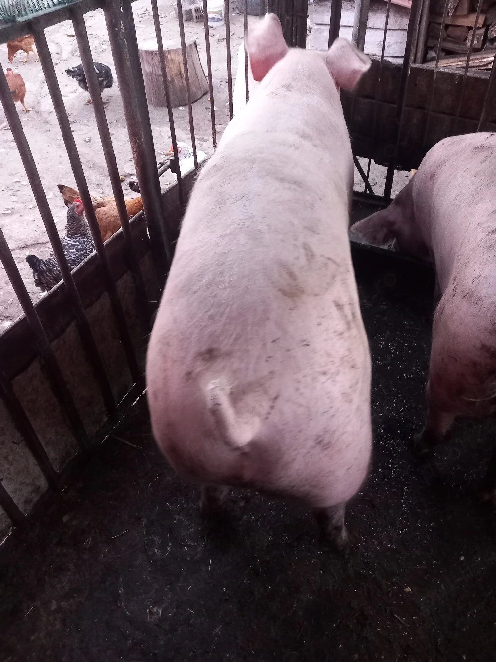 porc de vanzare