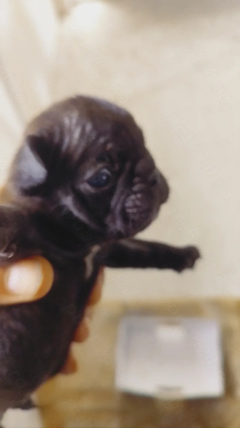 Bulldog francez negru 