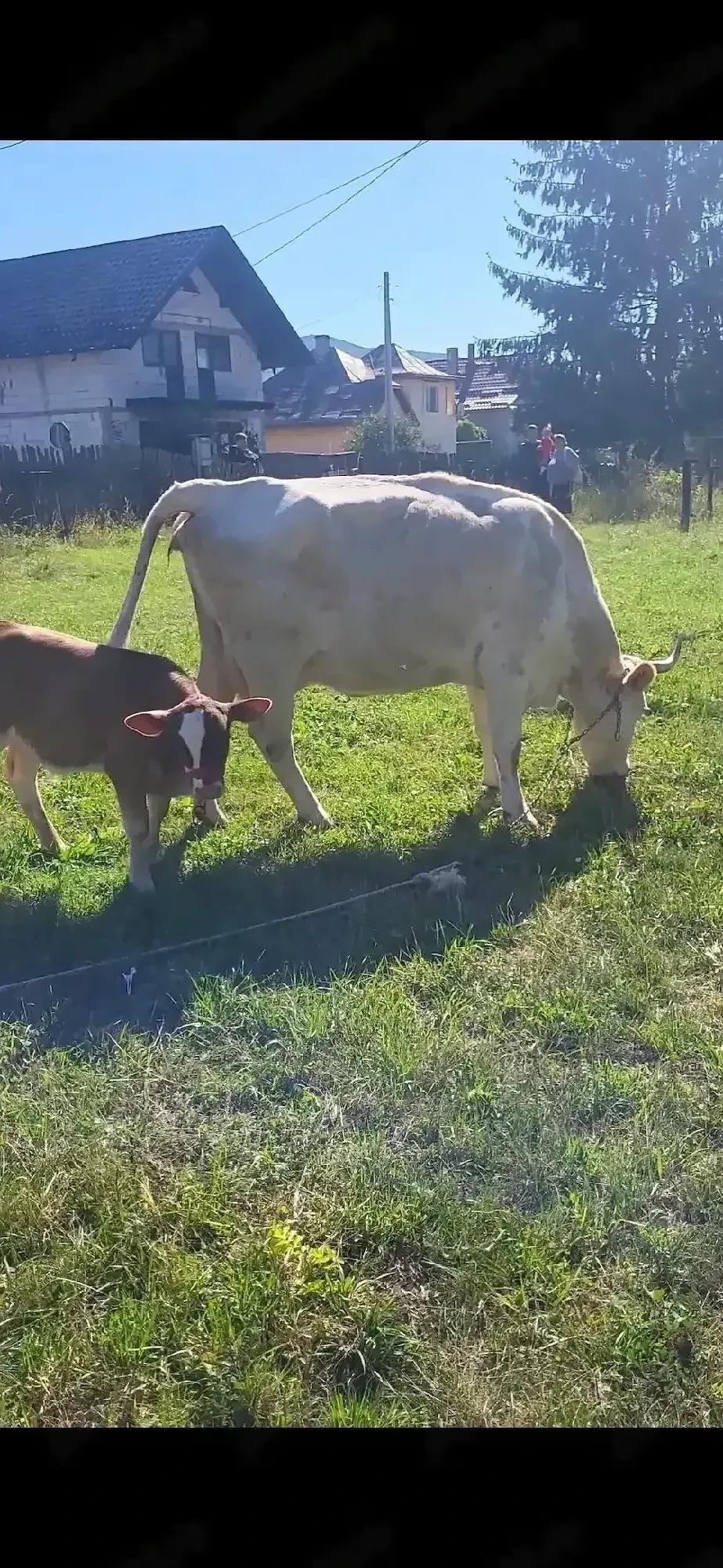 vand vaca de tinut cu tauras 9500 lei negociabil