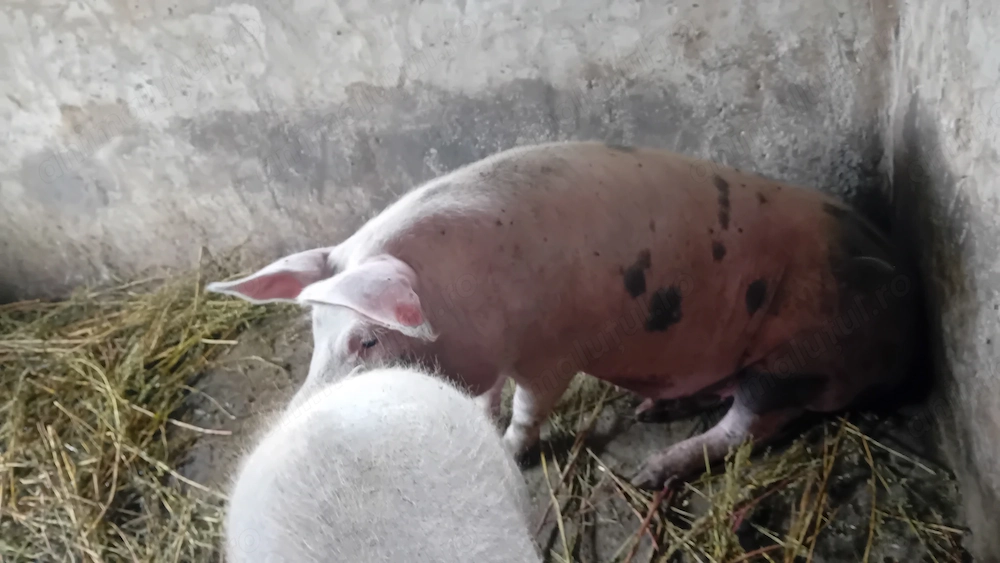 Scroafa de 1 an si 1 luna la prima fătare( gestanta)