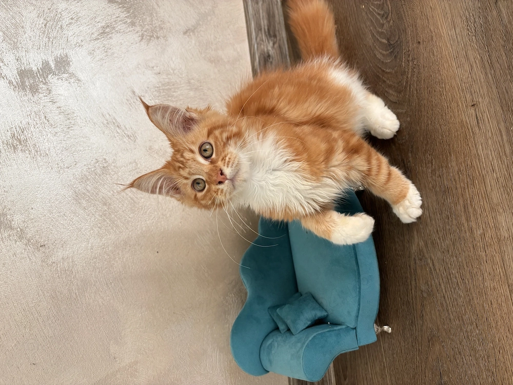 Pui femela Maine Coon Pedigree