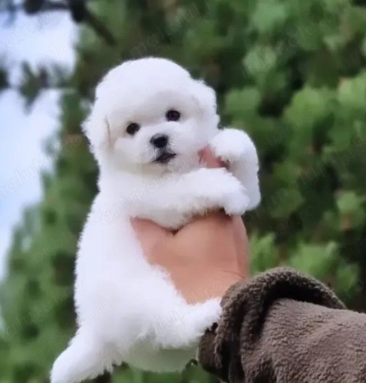Pudel Barboncino Caniche alb