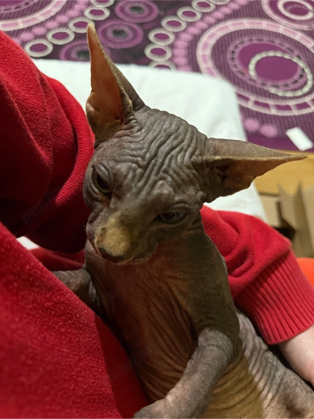 Motan sphinx persan