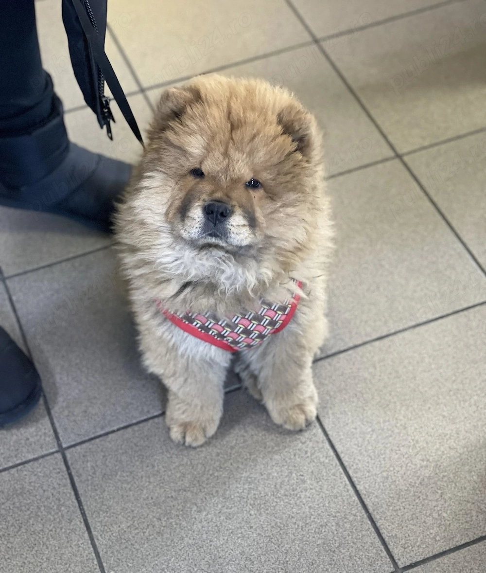 Chow chow rasa pura alb negru maro