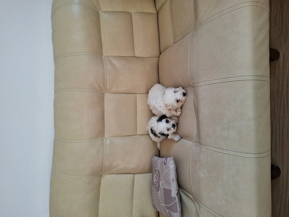Vând pui bichon havanez 