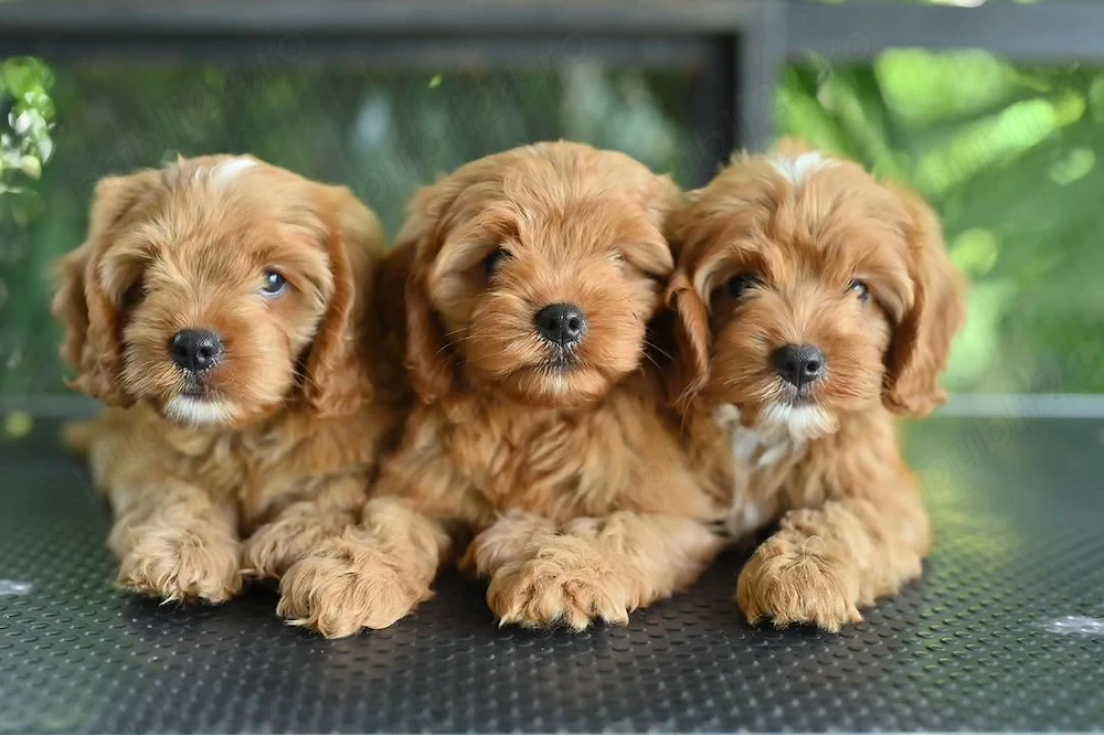 Pui de maltipoo foarte fermecători, frumoși și afectuoși 