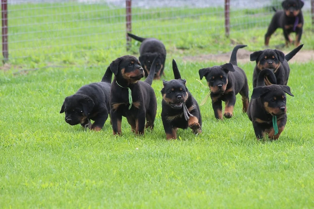 Iată minunații noștri pui de Rottweiler de rasă pură, sănătoși și gata să-și găsească un cămin