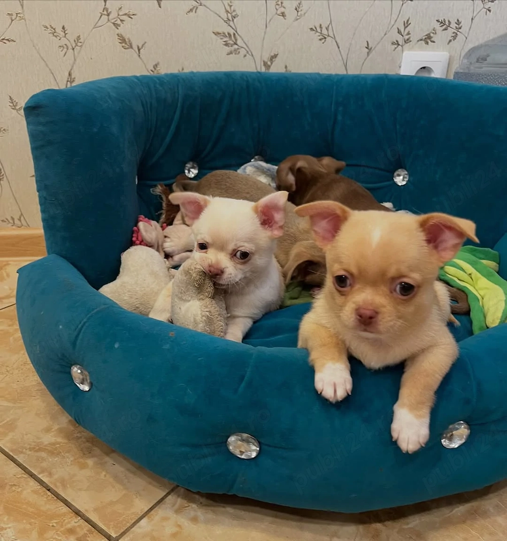 Pui de Chihuahua frumoși, sănătoși, afectuoși și jucăuși, gata să fie adoptați. 