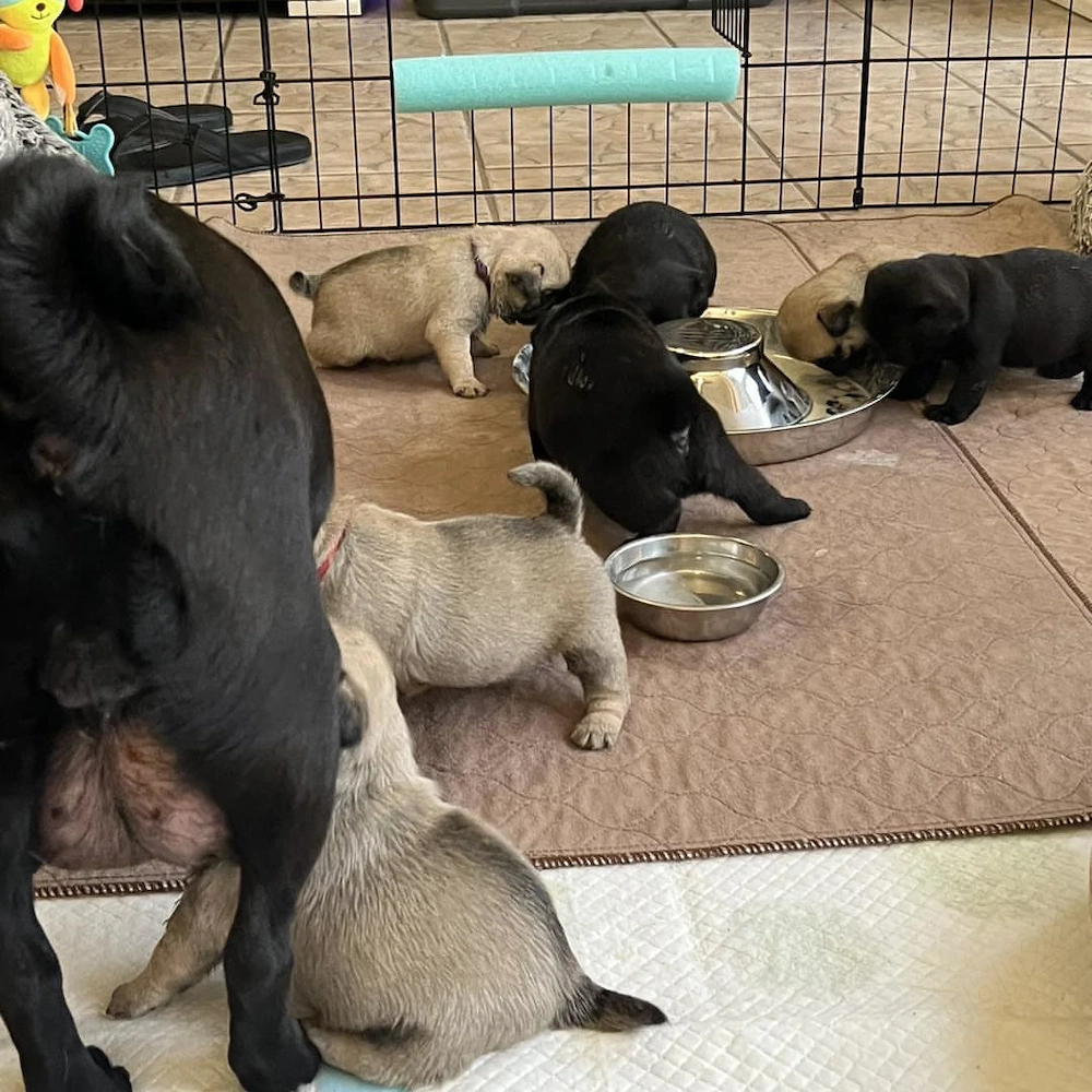 Vino să iei unul sau doi pui de pug extrem de drăgălași.