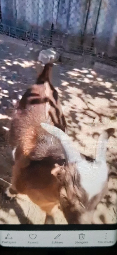 tap de rasa buna tanar