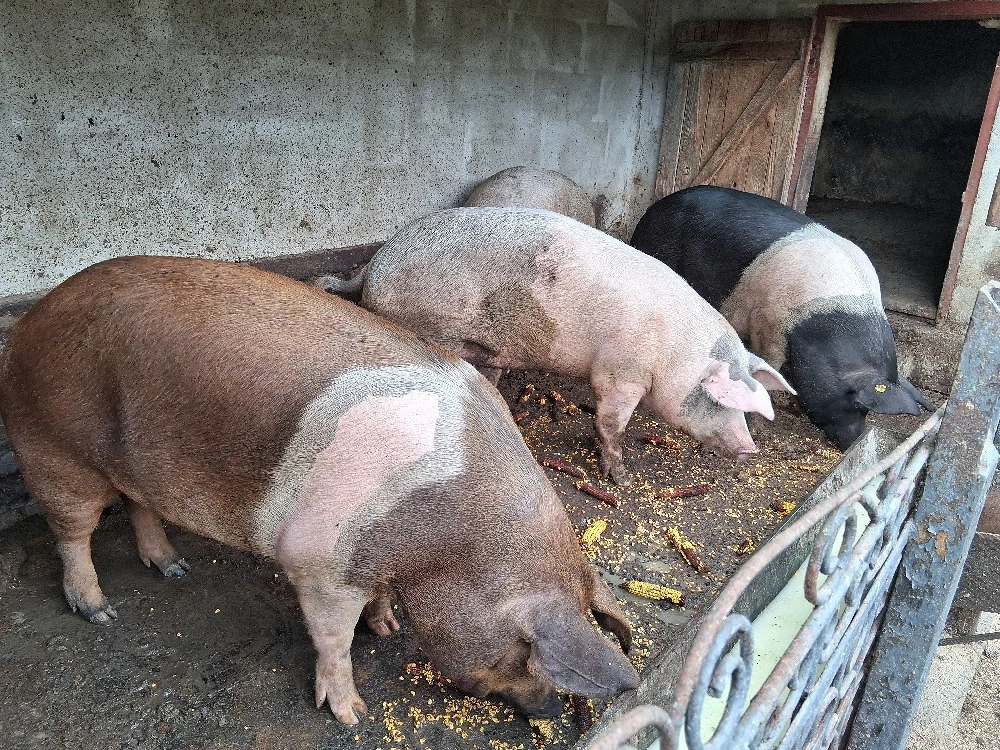 Porci de vanzare