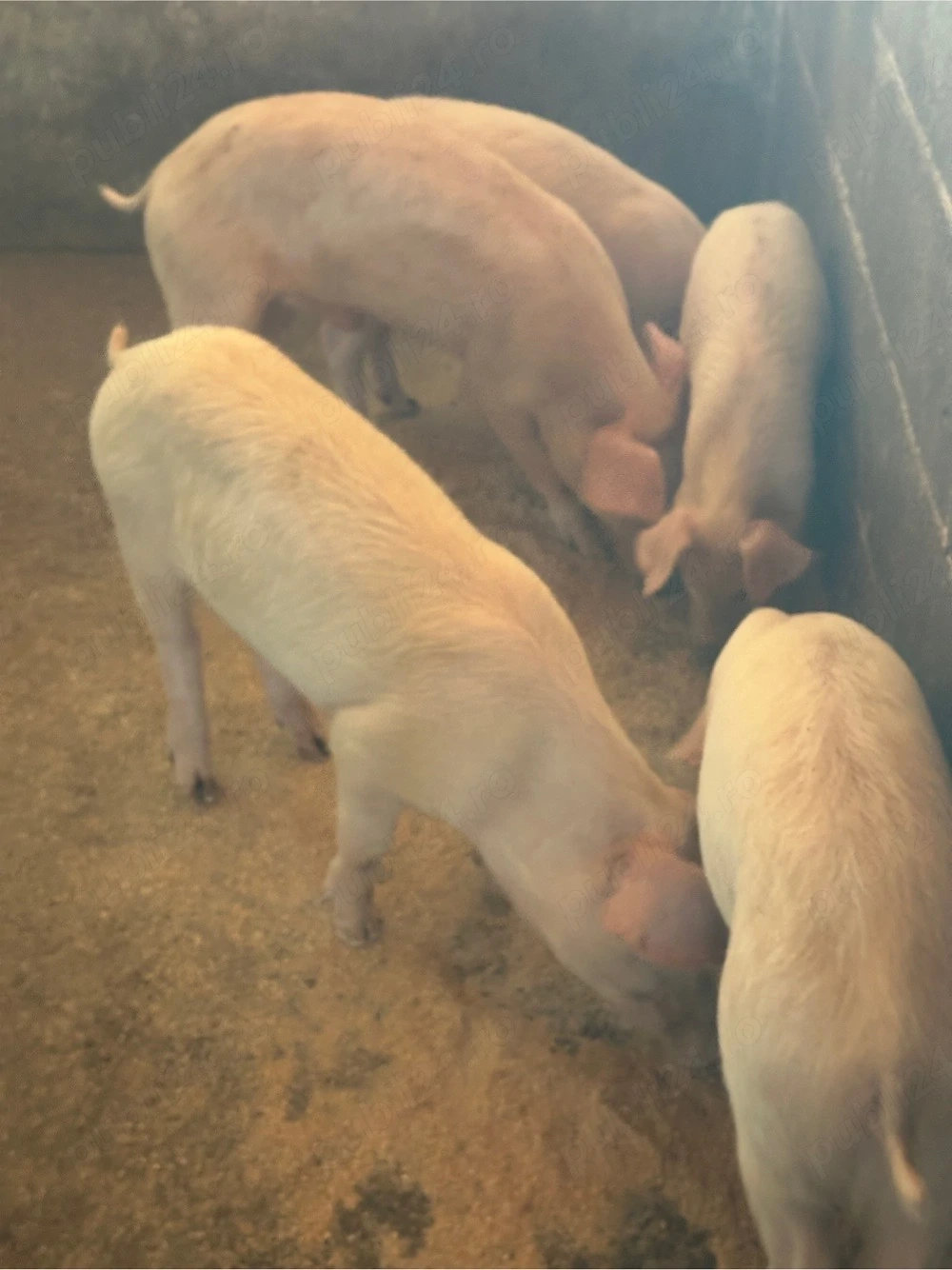 Purcei Duroc cu Landras 5 buc 