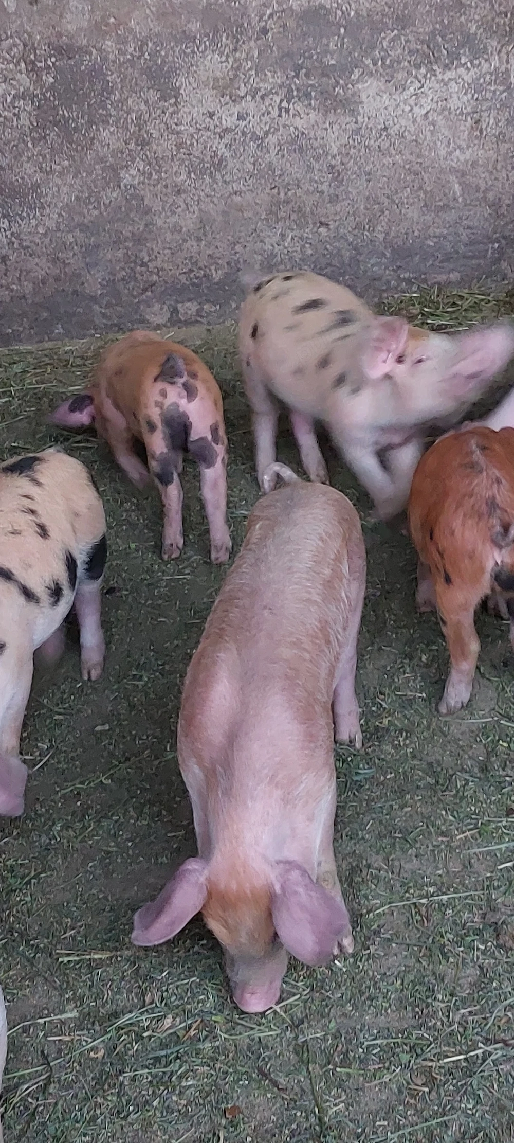 Vand godacii petren și duroc
