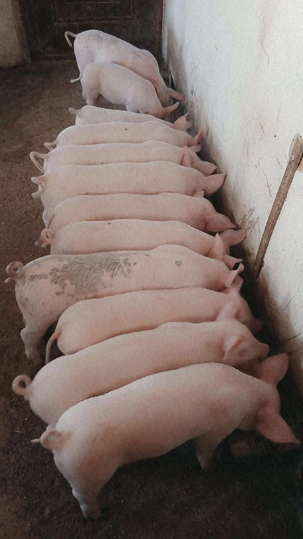 purcei între 15și35 kg 