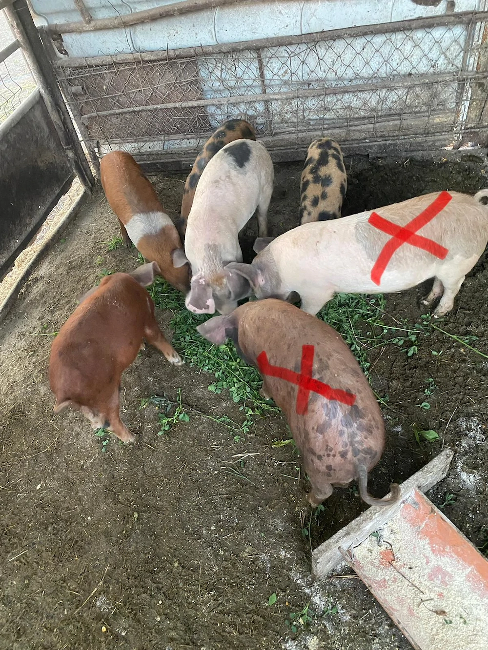 5 șoldani castrati de 13 săptămâni 