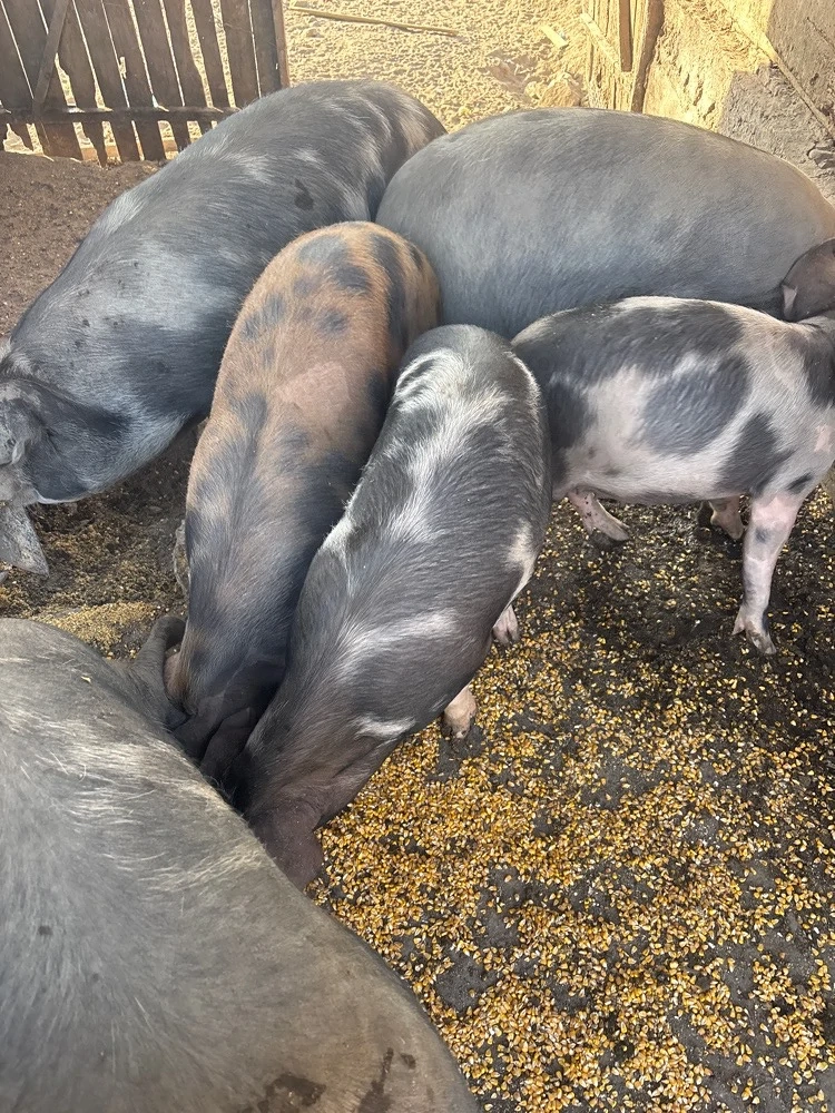 vand porci de carne 