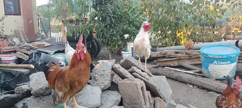 Cocosi americani