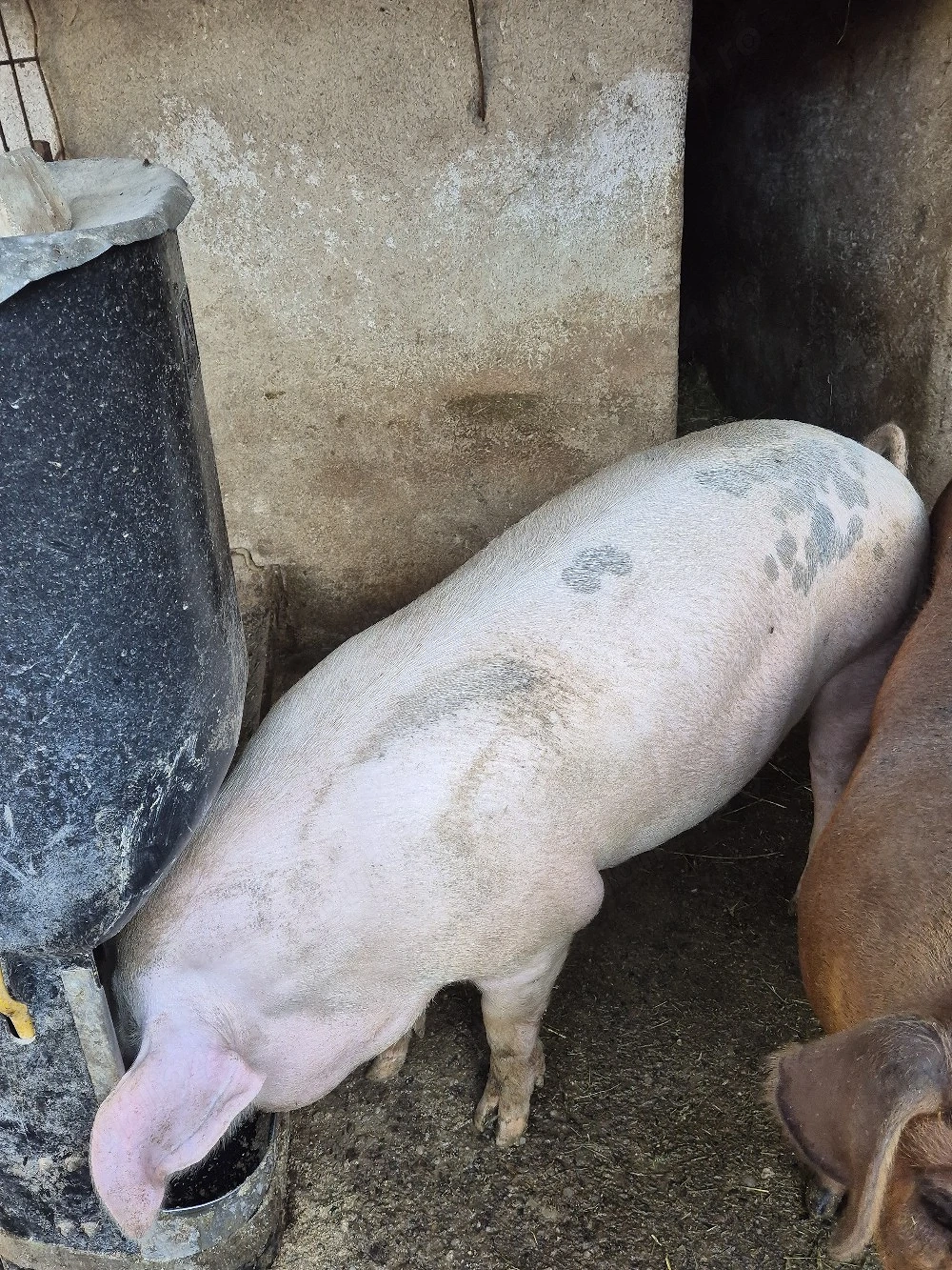 De vanzare porc crescut la tara cel alb.
