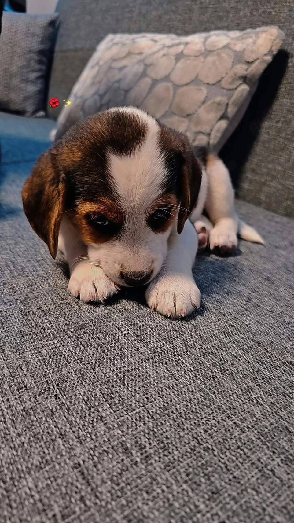 Vând Beagle femela
