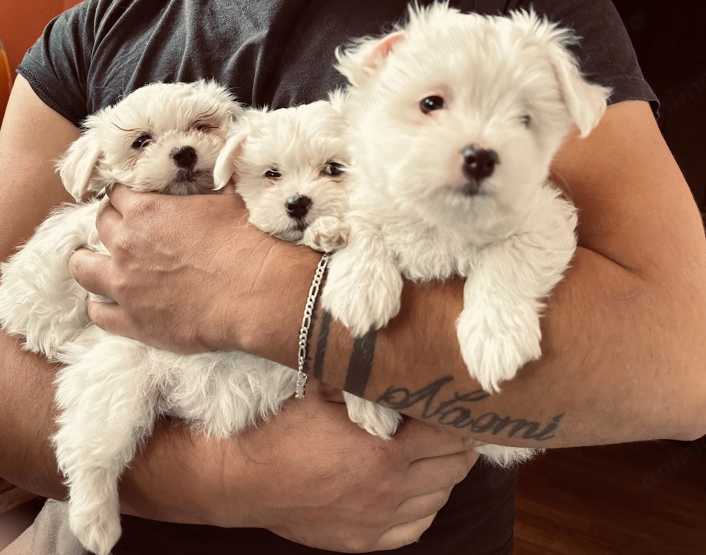 Vând pui de bichon maltez !