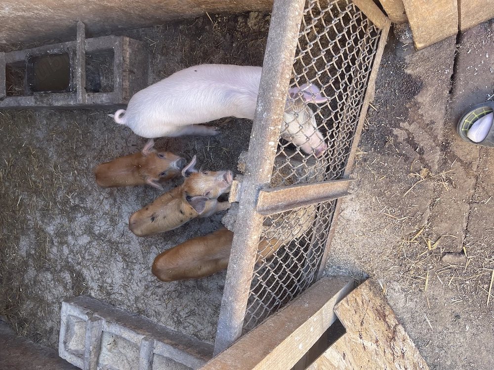 Disponibili purcei spre vânzare 