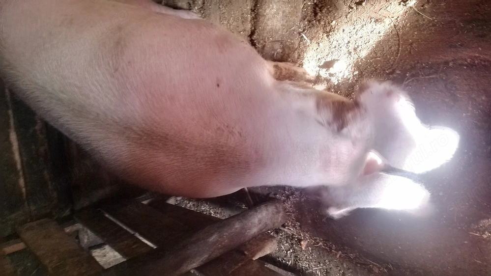 Porc de vânzare 