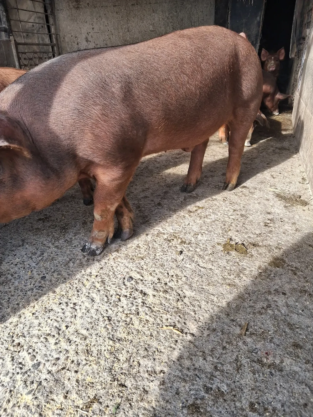 de vanzare un mascul 45..50 kg rasă duroc