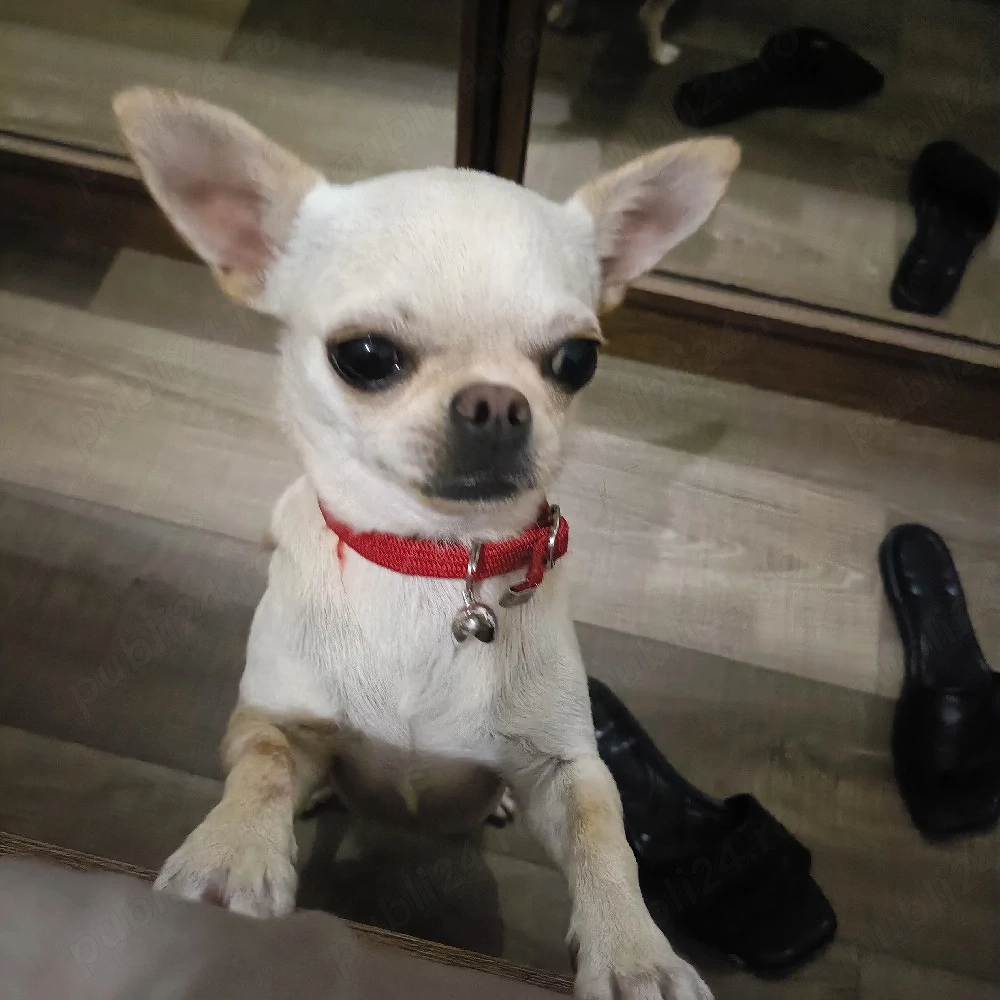 Vand catelusa Chihuahua