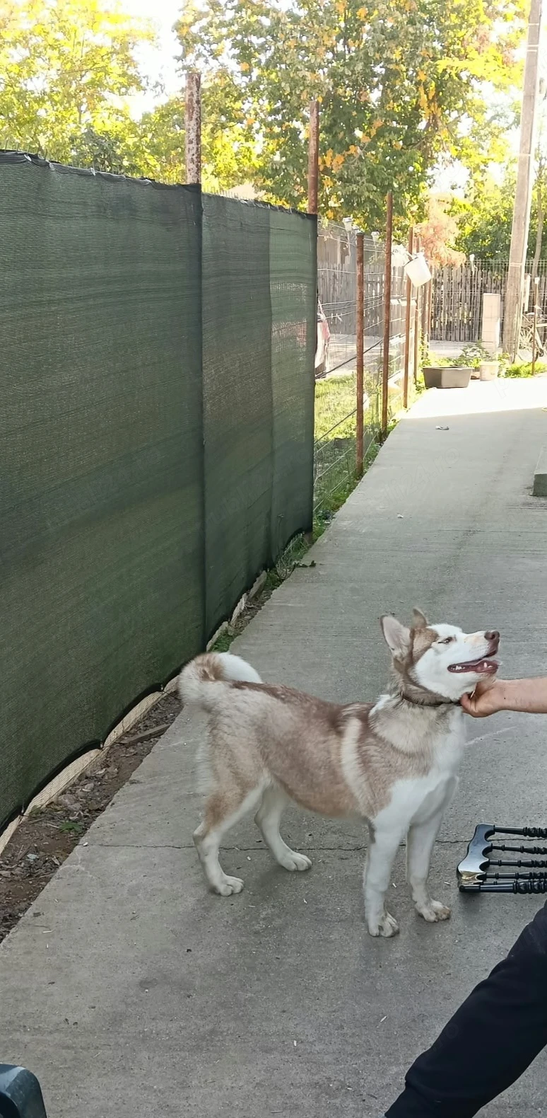 Caine Husky!! Cauta stăpân!!