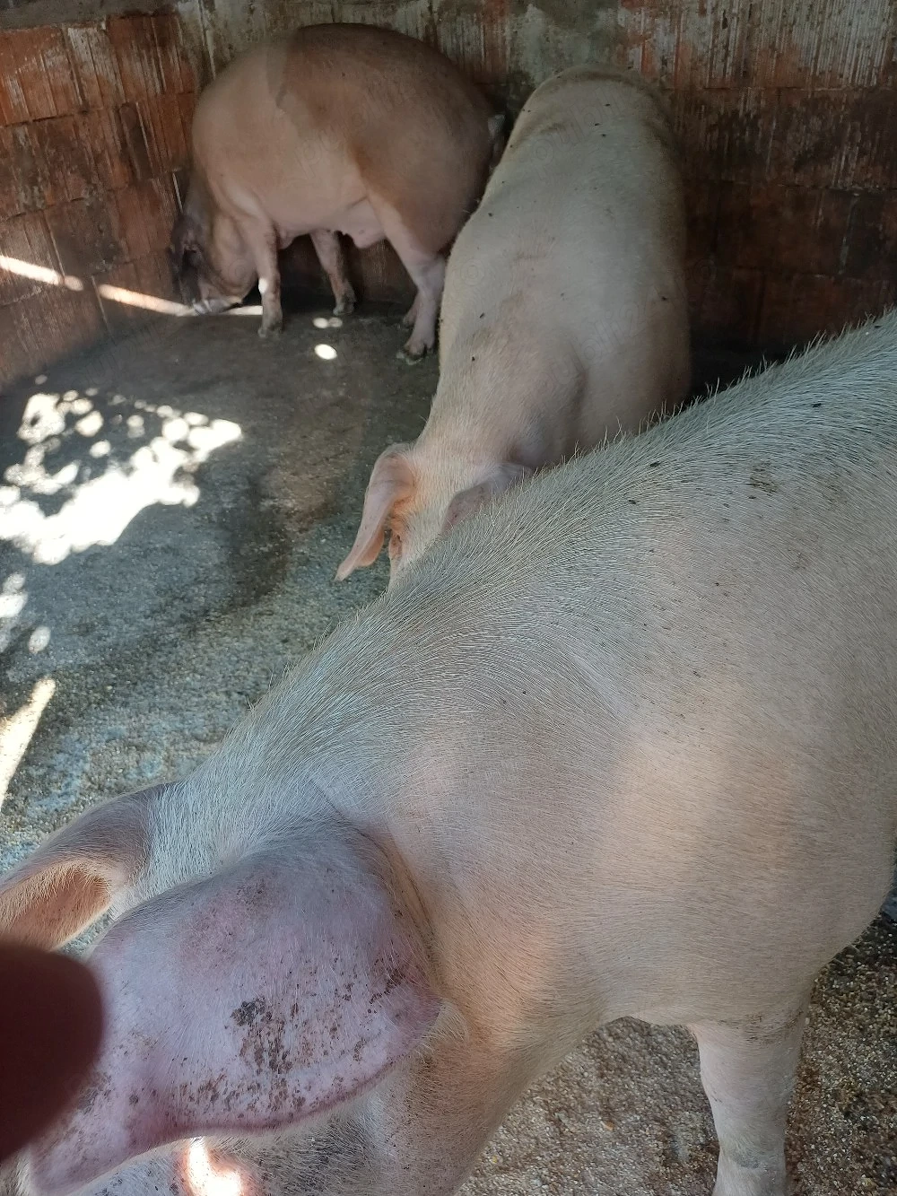 de vanzare 2 porci la 270 kg porci crescuti mancare bio