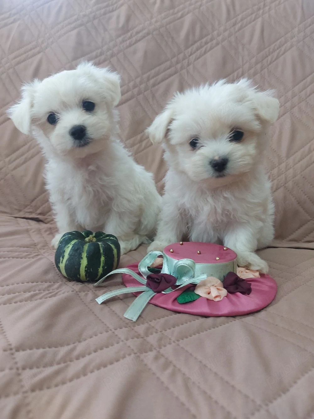 Catelusi Bichon Maltez talie mica