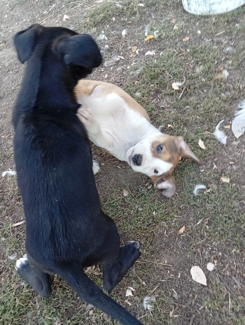 Pui Amstaff gratis