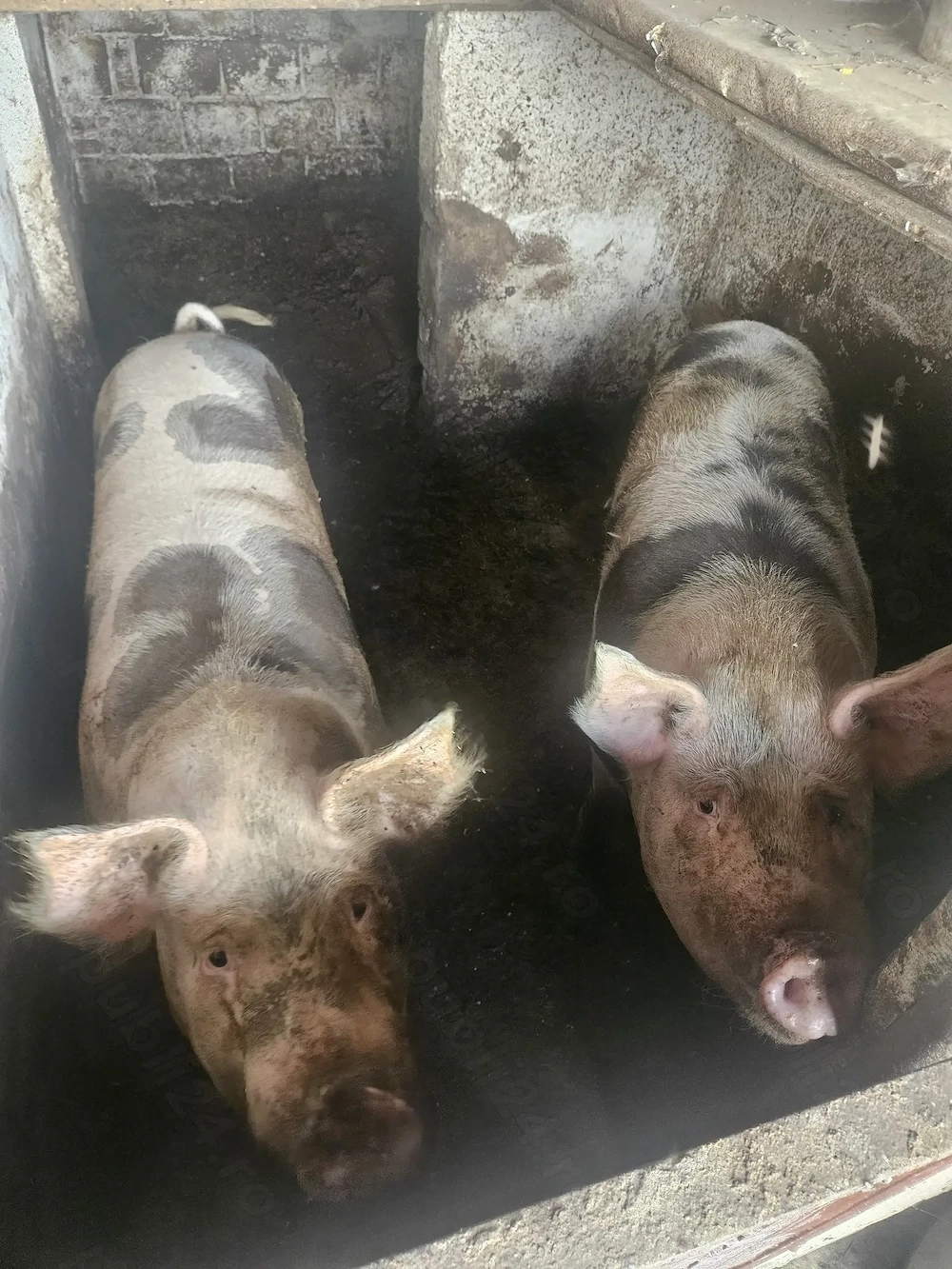 2 porci grasi de vanzare