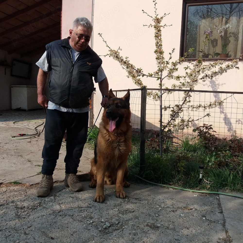 Pui ciobănesc german 