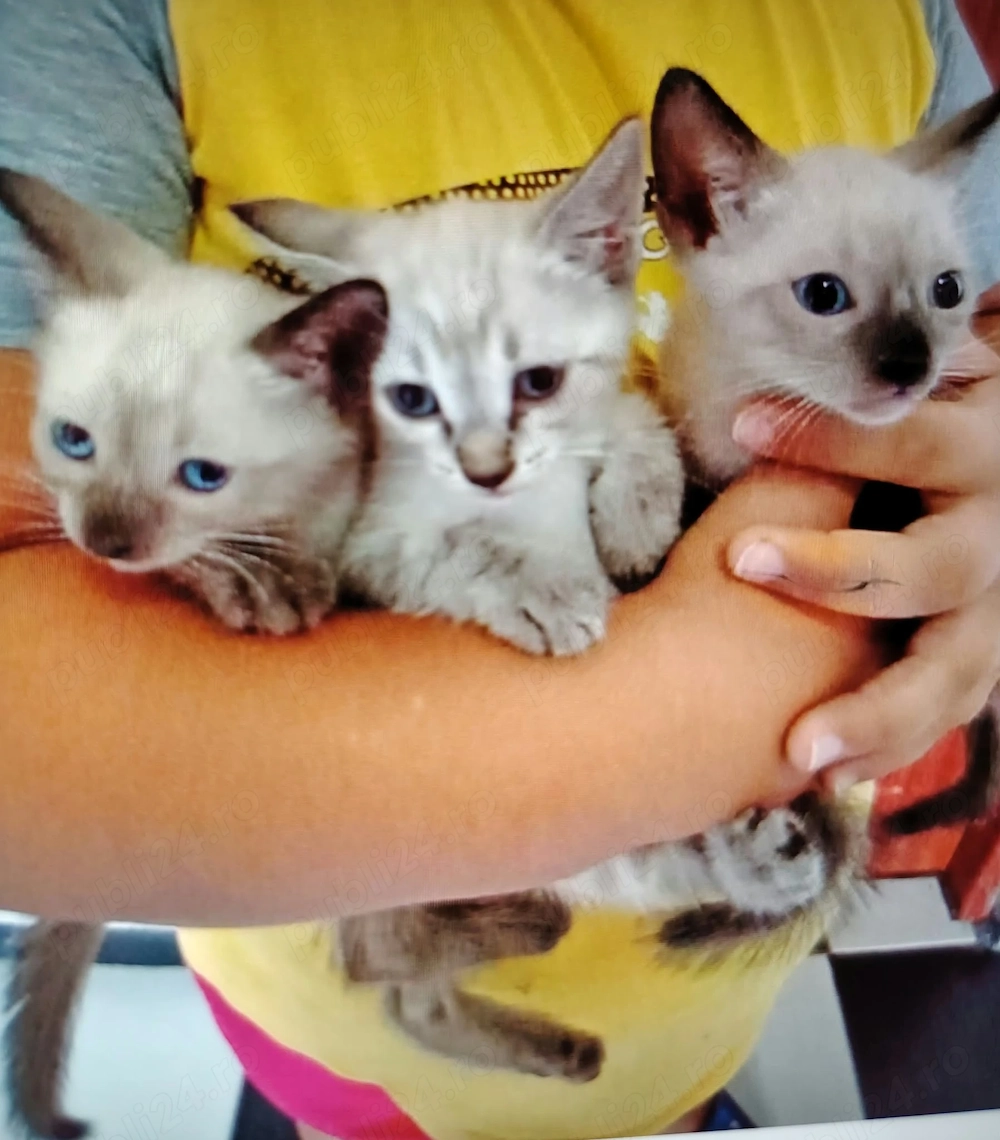 Fetițe și băieți Ragdoll