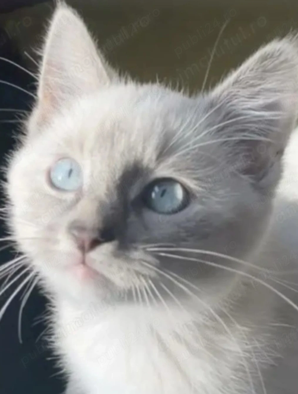 Fetițe și băieți Ragdoll