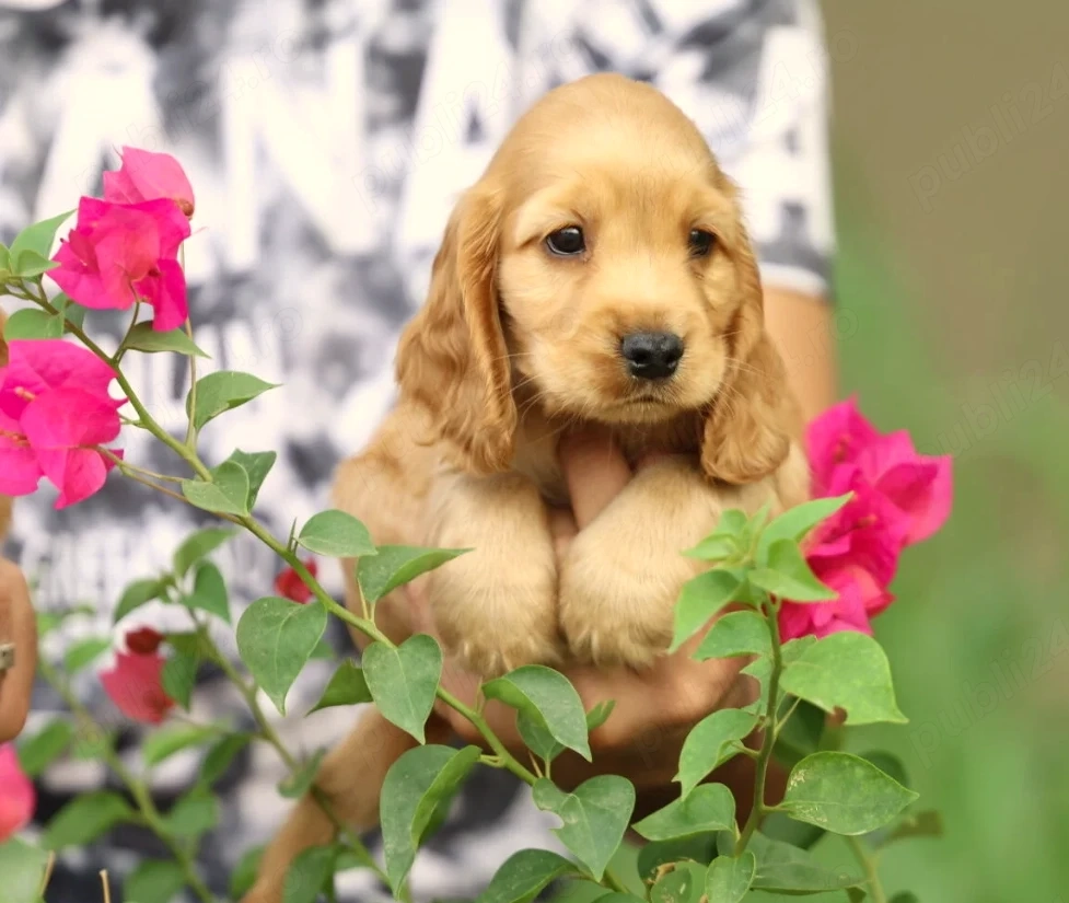 Cocker Spaniel Englez auriu - Canisa Autorizata