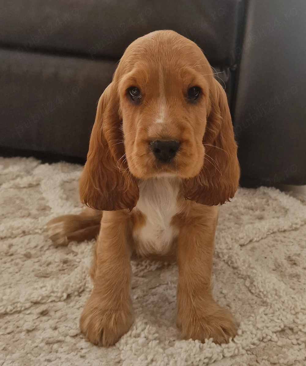 Cocker spaniel